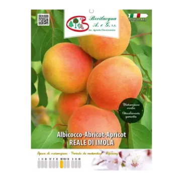 Sadika  marelice Reale di Imola Etiketa Sadika  marelice Reale di Imola