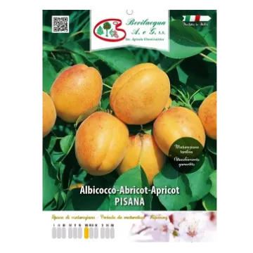 Sadika  marelice PISANA Etiketa Sadika  marelice PISANA