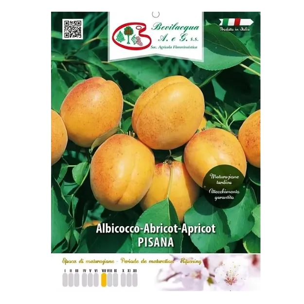 Etiketa Sadika  marelice PISANA