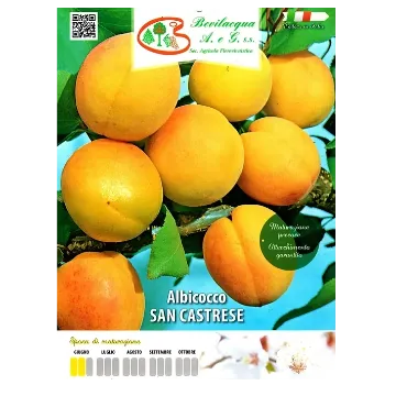 Sadika  marelice SAN CASTRESE Etiketa Sadika  marelice SAN CASTRESE