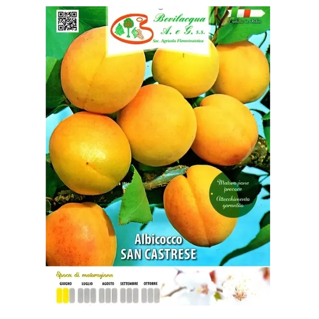 Etiketa Sadika  marelice SAN CASTRESE