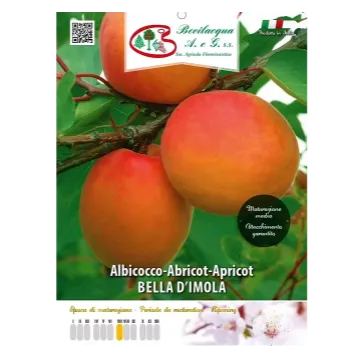 Sadika  marelice  BELLA D'IMOLA Etiketa Sadika  marelice  BELLA D'IMOLA