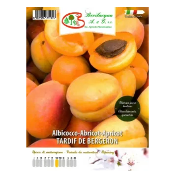 Sadika  marelice  TARDIVA DI BERGERON Etiketa Sadika  marelice  TARDIVA DI BERGERON