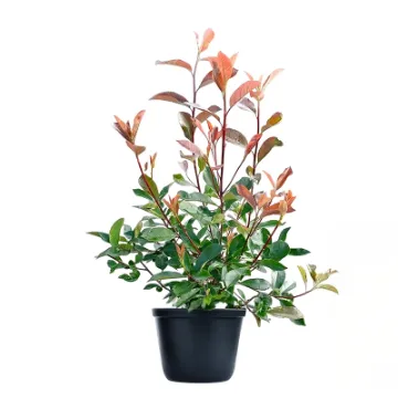 Sadika  Fotinije Sadika  Fotinije