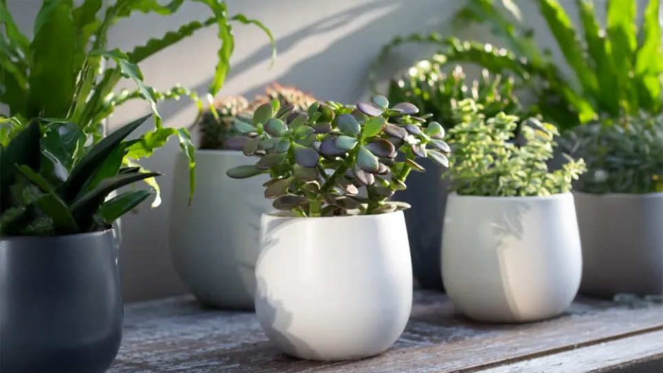 Slika za kategorijo Okrasni cvetlični lonci