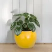 Okrogel keramiečn okrasni cvetlični lonec Lisa v gorčično rumeni barvi retro videza z rastlino umeščen v prostor