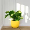 Okrogel okrasni cvetlični lonec iz keramike Lisa v rumeni barvi z rastlino umeščen v prostor