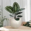 Okrogel keramičen lonec LISa smetana sijaj z rastlino umeščen v prostor