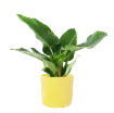 Okrogel okrasni cvetlični lonec Evi v limonasto rumeni barvi z rastlino