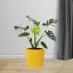 okrasen cvetlični lonec iz keramike Evi v rumeni barvi in rastlino umeščen v prostor
