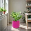 Okrasen keramičen cvetlični lonec Evi v fuksija barvi z rastlino umeščen v prostor