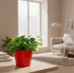 Okrasen keramičen lonec Linda - rdeča z rastlino umeščen v prostor