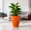 Okrasni lonček Carly - keramika -oranžna z rastlino umeščen v prostor