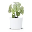 Okrasen cvetlični lonec Eva - bela sijaj - lonec na beli podlagi z zeleno rastlino