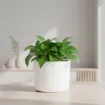 Okrasen cvetlični lonec Eva - bela sijaj - lonec na beli podlagi z zeleno rastlino umeščen v prostor