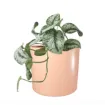 Okrasen cvetlični lonec Eva - svetlo roza mat s sobno rastlino