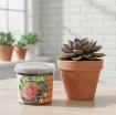 Altea Cactusol 2,5 L - profesionalni substrat za kaktuse - embalažna posoda