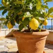 Limonovec v glinenem loncu