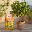 ALTEA TERRICCIO AGRUMI 20 L - substrat za agrume - embalažna vreča, ime izdelka in količina poleg limonovca v glinenem loncu na terasi
