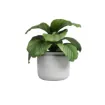 Keramičen lonec ASTREA - bel z zeleno rastlino