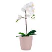 Slika Lonec za orhideje THALIA - roza