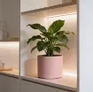 Okrasen cvetlični lonec Eva - roza mat s sobno rastlino umeščen v prostor