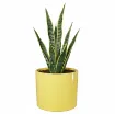 Okrasen cvetlični lonec Eva - rumena sijaj s sobno rastlino