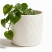 Okrasen cvetlični lonec Eva - smetana, sijaj - s sobno rastlino