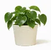 Okrasni cvetlični lonec Lina - smetana, sijaj s sobno rastlino