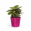 Okrasni cvetlični lonec Lina - roza, sijaj s sobno rastlino