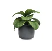 Keramičen lonec ASTREA - antracit s sobno rastlino