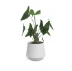 Okrasni cvetlični lonec Aurora - bela s sobno rastlino