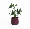 Okrasni cvetlični lonec Aurora - bordo s sobno rastlino