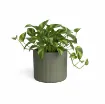 Okrasni cvetlični lonec CHLOE, zelena s sobno rastlino umeščen v prostor