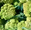 Cvetača Romanesco – s spiralnim zelenim cvetom pridelek