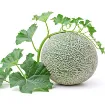 Melona Ananas pridelek