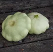 Bučka Patisson Blanc – ploščate bele bučke pridelek