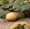 Buča Butternut Rugosa – sladko rumeno-oranžno meso pridelek