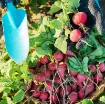 Redkvica Cherry Belle – za solate pridelek v vrtu