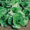Radič zelen Grumolo Verde pridelek v vrtu