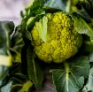 Zelena cvetača Verde di Macerata - pridelek v vrtu