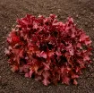 Seme solate Red Salad Bowl (Lactuca sativa) z rdeče-rjavimi hrustljavimi listi