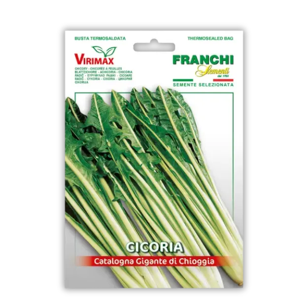 Radič Catalogna Gigante di Chioggia - podolgovat