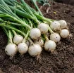 Semena čebule Barletta – zgodnja bela čebula za vlaganje v originalni embalaži Franchi Seeds