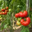 Franchi Sementi semena paradižnika Marmande – zgodnji mesnati paradižnik