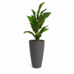 Havana Tropical High 70 cm za notranje in zunanje rastline