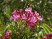 oleander