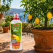 Altea Agrumi tekoče gnojilo za limone, mandarine, pomaranče in druge agrume
