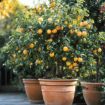 citrusi v loncih