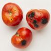 Altea Fruttosano tekoče kalcijevo gnojilo proti pomanjkanju kalcija pri sadju in zelenjavi